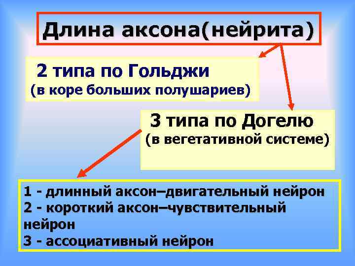 Длина аксона(нейрита) 2 типа по Гольджи (в коре больших полушариев) 3 типа по Догелю