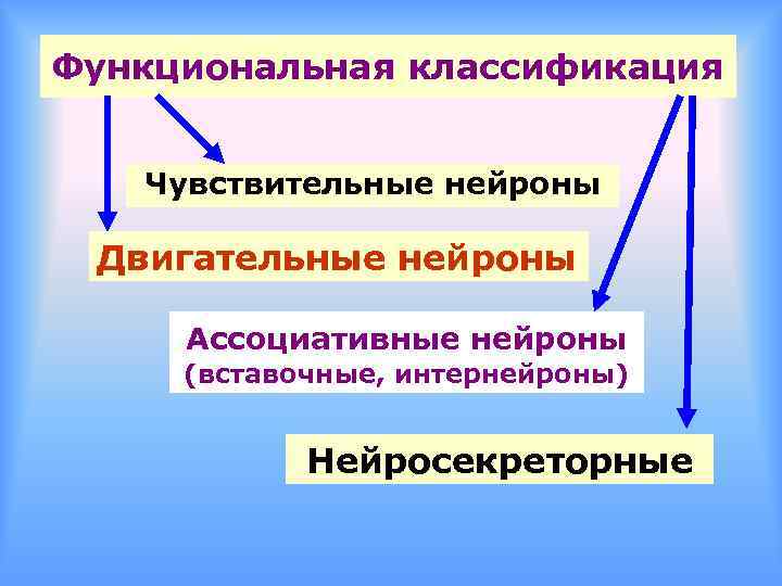 Функциональная классификация Чувствительные нейроны Двигательные нейроны Ассоциативные нейроны (вставочные, интернейроны) Нейросекреторные 