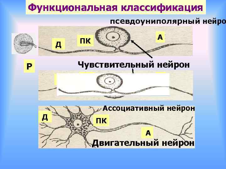 Функциональная классификация псевдоуниполярный нейро Д А ПК Чувствительный нейрон Р Д Д ПК А