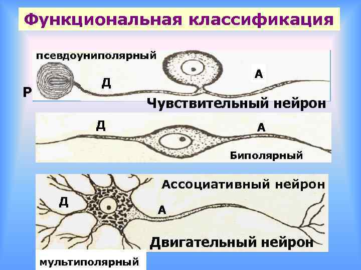 Функциональная классификация псевдоуниполярный А Д Р Чувствительный нейрон Д А Биполярный Ассоциативный нейрон Д