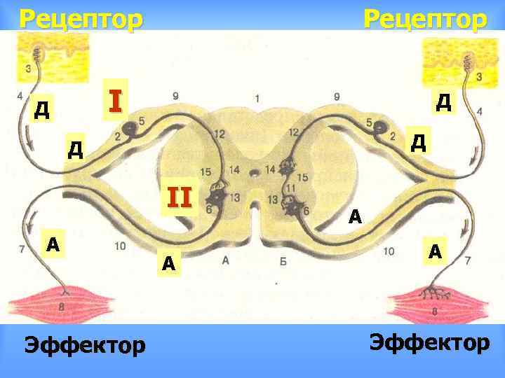 Рецептор I Д Д II А Эффектор А А А Эффектор 