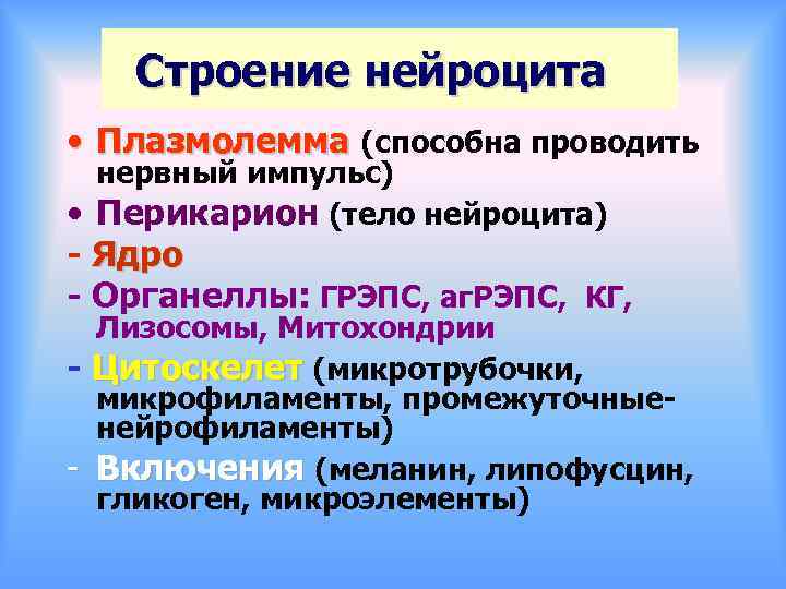 Строение нейроцита • Плазмолемма (способна проводить нервный импульс) • Перикарион (тело нейроцита) - Ядро