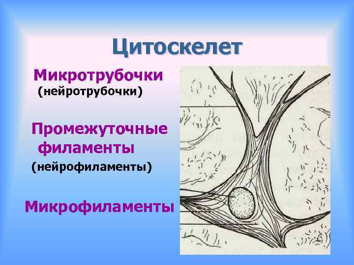 Цитоскелет Микротрубочки (нейротрубочки) Промежуточные филаменты (нейрофиламенты) Микрофиламенты 