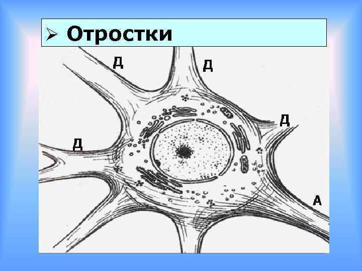 Ø Отростки 