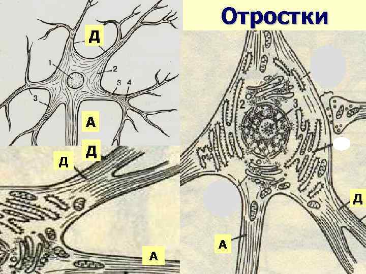 Отростки Д Д А А 