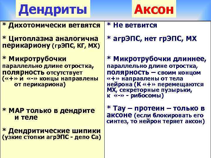 Дендриты Аксон * Дихотомически ветвятся * Не ветвится * Цитоплазма аналогична * агр. ЭПС,