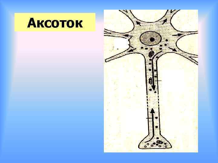 Аксоток 