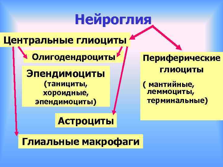 Нейроглия Центральные глиоциты Олигодендроциты Эпендимоциты (танициты, хороидные, эпендимоциты) Астроциты Глиальные макрофаги Периферические глиоциты (