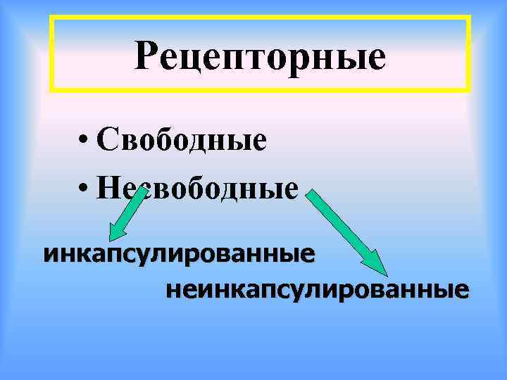 Рецепторные • Свободные • Несвободные инкапсулированные неинкапсулированные 