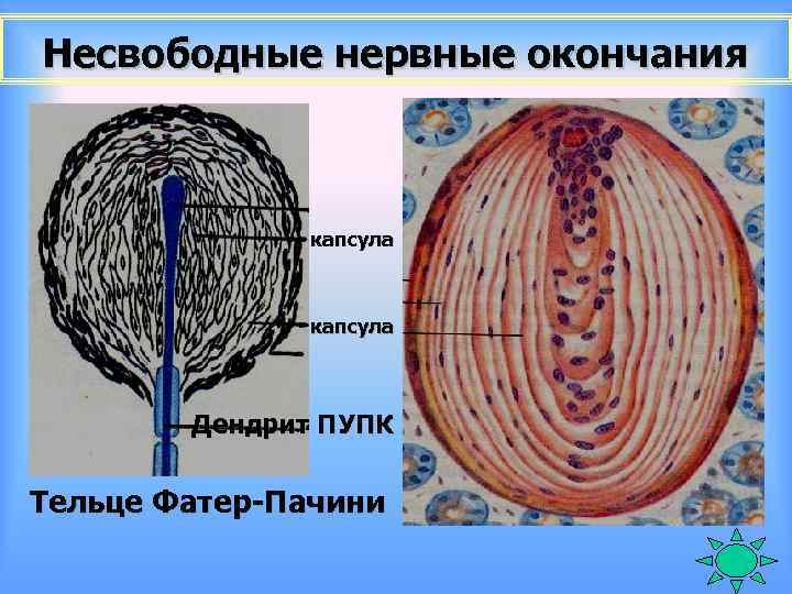 Несвободные нервные окончания капсула Дендрит ПУПК Тельце Фатер-Пачини 