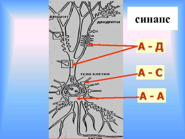 синапс А-Д А-С А-А 