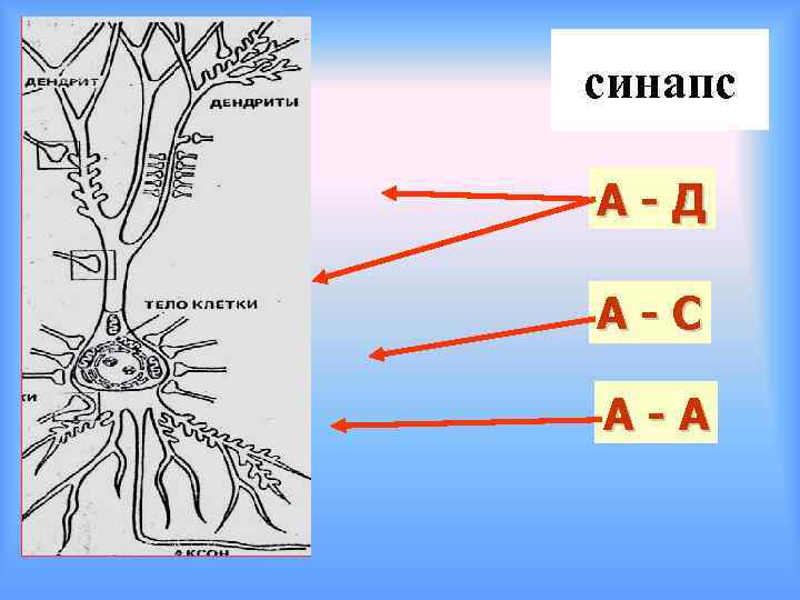 синапс А-Д А-С А-А 