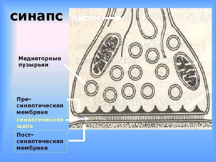 синапс Медиаторные пузырьки Пресинаптическая мембрана синаптическая щель Постсинаптическая мембрана Аксон 