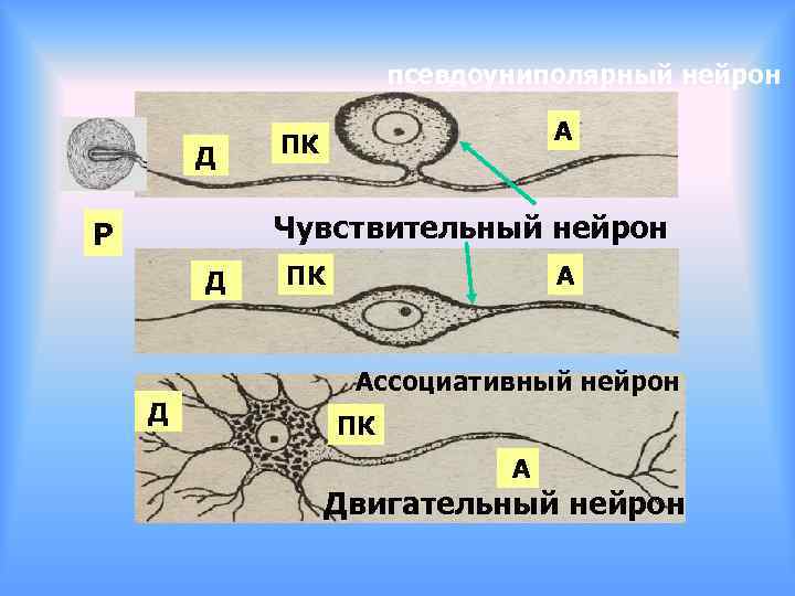 псевдоуниполярный нейрон Д А ПК Чувствительный нейрон Р Д Д ПК А Ассоциативный нейрон