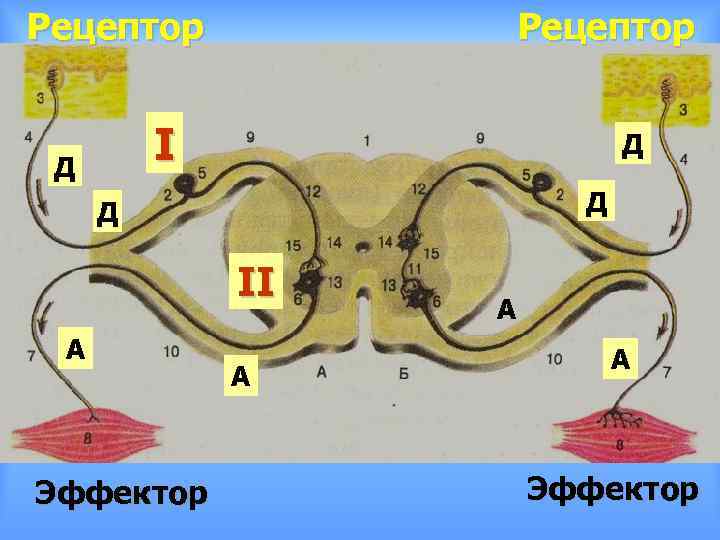 Рецептор I Д Д II А Эффектор А А А Эффектор 