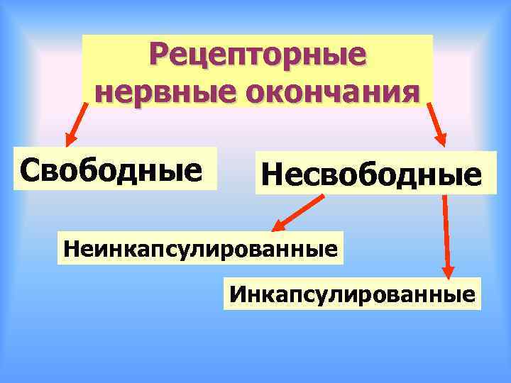 Рецепторные нервные окончания Свободные Несвободные Неинкапсулированные Инкапсулированные 