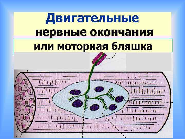 Двигательные нервные окончания или моторная бляшка 