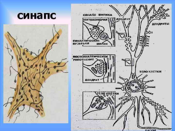 синапс 