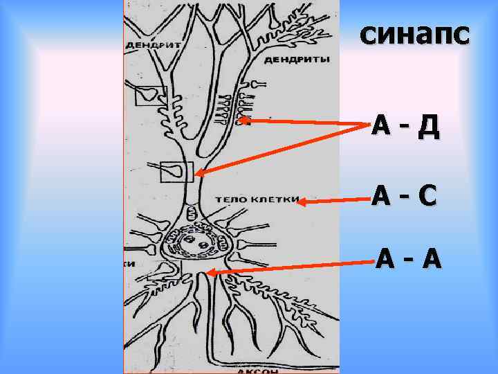 синапс А-Д А-С А-А 