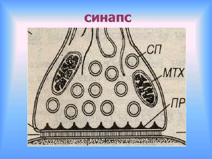 синапс 