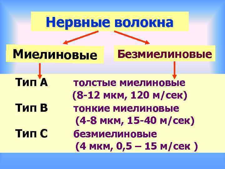 Нервные волокна Миелиновые Тип А Тип В Тип С Безмиелиновые толстые миелиновые (8 -12