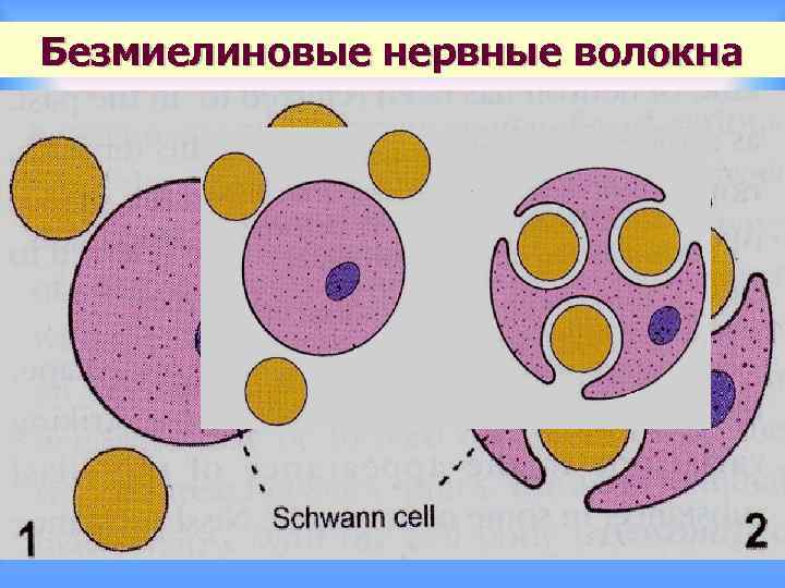 Безмиелиновые нервные волокна 