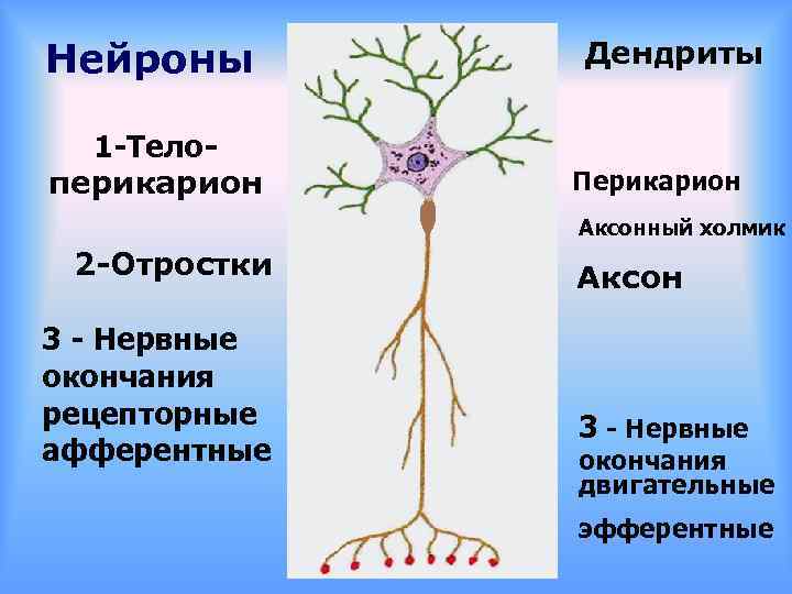 Нейроны 1 -Телоперикарион Дендриты Перикарион Аксонный холмик 2 -Отростки 3 - Нервные окончания рецепторные