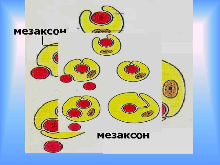 мезаксон 