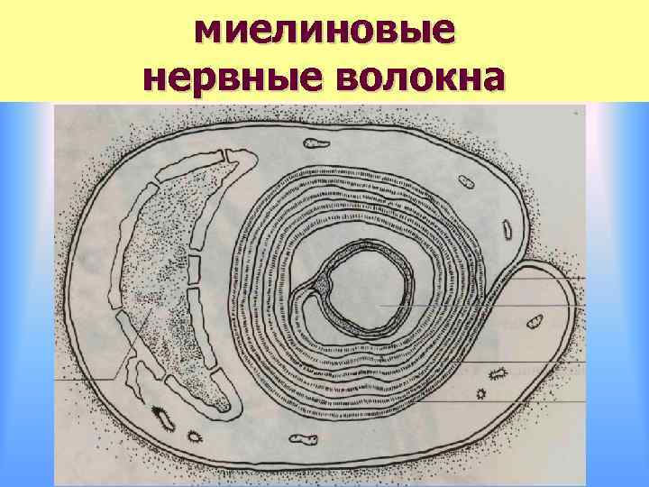 миелиновые нервные волокна 