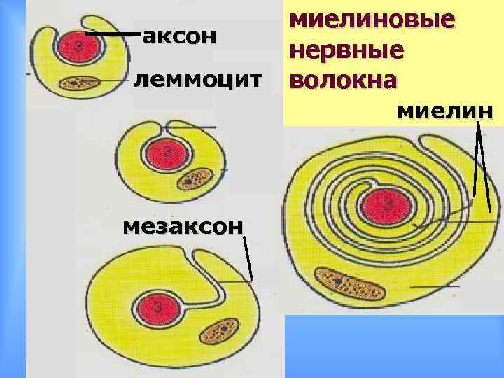 аксон леммоцит миелиновые нервные волокна миелин мезаксон 