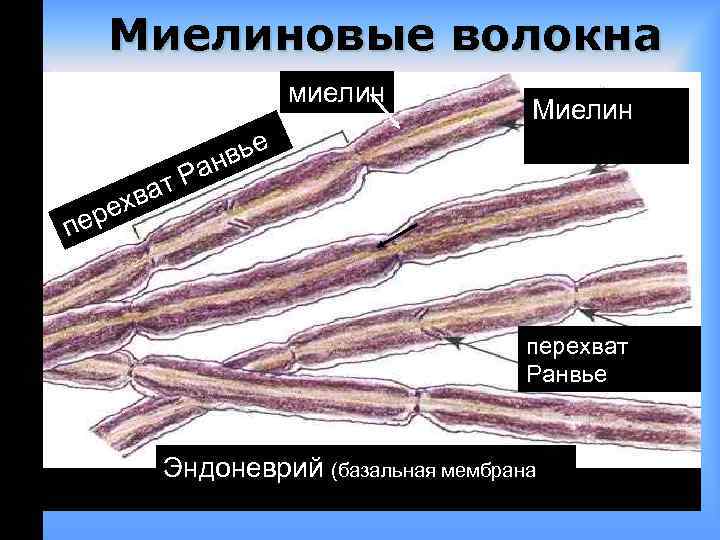 Рисунок миелиновые нервные волокна