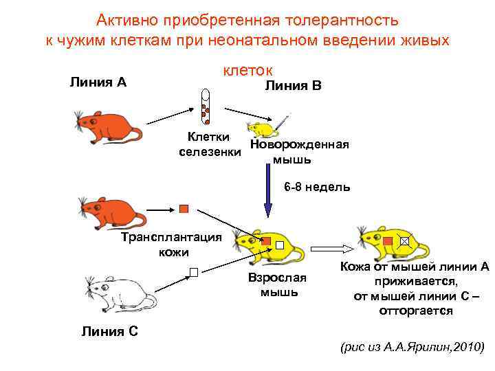 Активно приобретенная толерантность к чужим клеткам при неонатальном введении живых Линия А клеток Линия