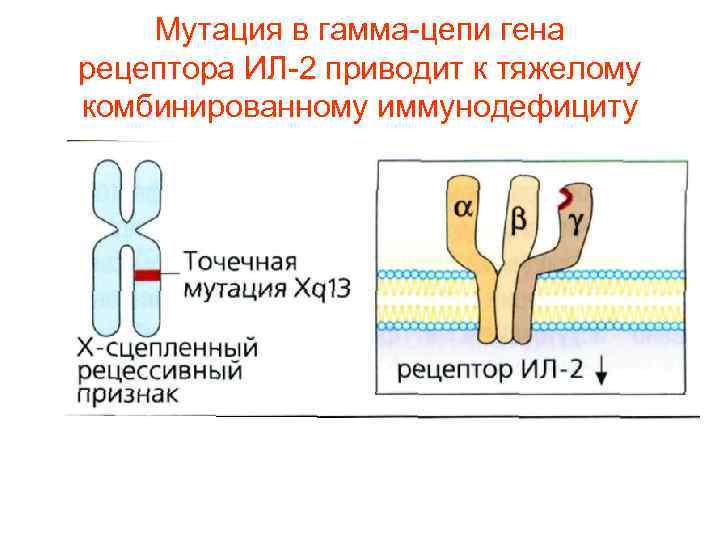 Мутация в гамма-цепи гена рецептора ИЛ-2 приводит к тяжелому комбинированному иммунодефициту 
