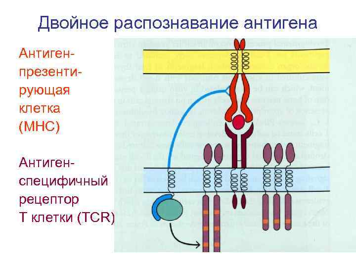 Распознавание антигена. Механизм двойного распознавания антигена. Феномен «двойного распознавания» антигена т-лимфоцитами. Феномен двойного распознавания иммунология. Распознавание антигена т-лимфоцитами схема.