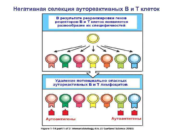 Негативная селекция аутореактивных В и Т клеток 