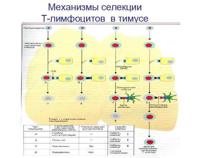 Механизмы селекции Т-лимфоцитов в тимусе 