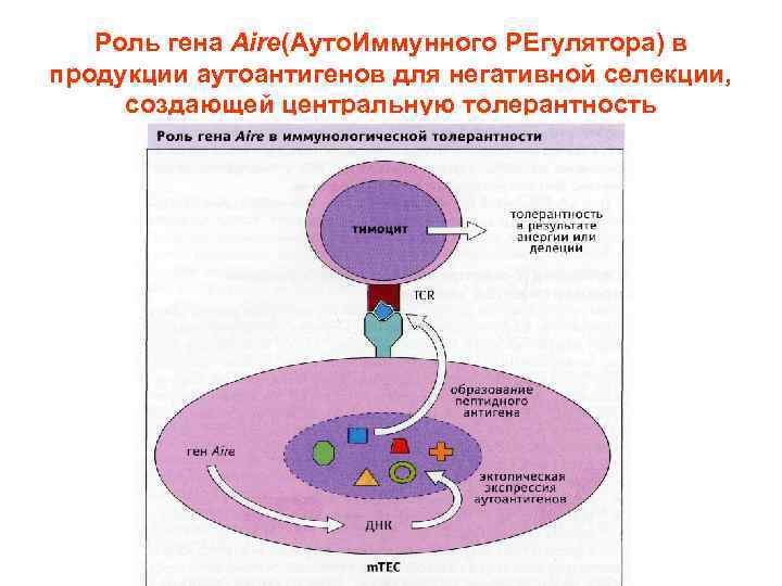 Роль гена Aire(Ауто. Иммунного РЕгулятора) в продукции аутоантигенов для негативной селекции, создающей центральную толерантность