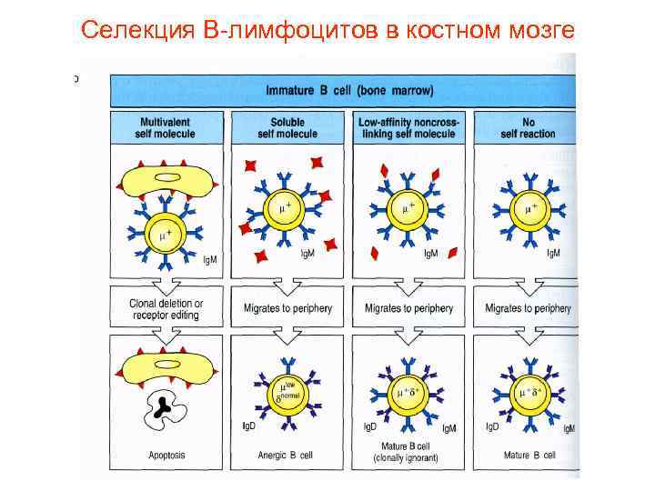 Селекция В-лимфоцитов в костном мозге 