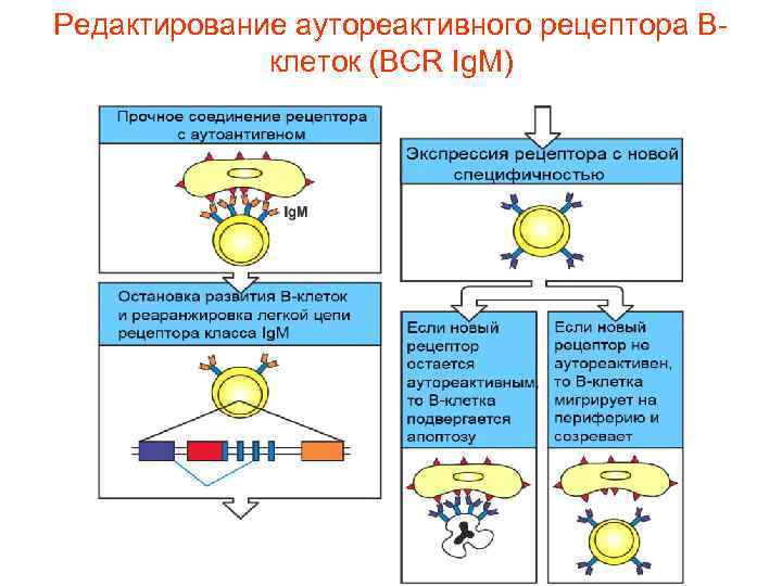 Редактирование аутореактивного рецептора Вклеток (ВСR Ig. M) 