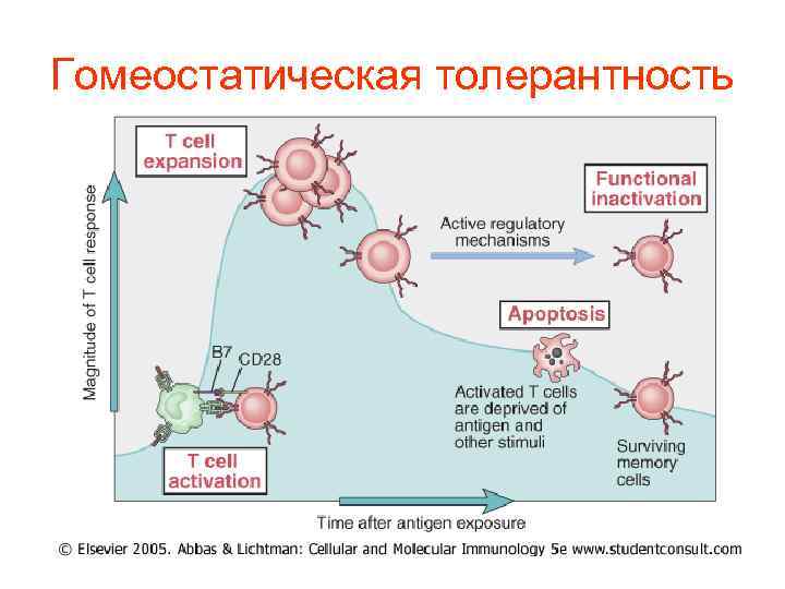 Иммунологическая толерантность. Механизмы иммунной толерантности. Механизм центральной иммунологической толерантности. Активационный апоптоз иммунологическая толерантность. Иммунологическая толерантность иммунология.