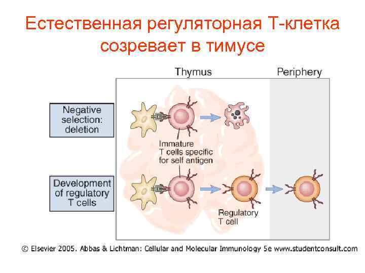 Естественная регуляторная Т-клетка созревает в тимусе 