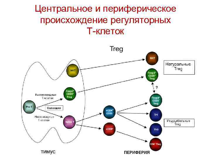 Центральное и периферическое происхождение регуляторных Т-клеток 