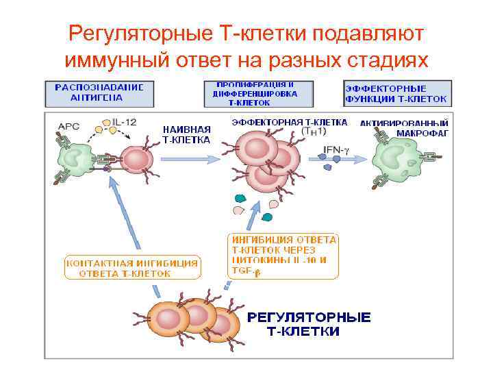 Механизм подавления. T регуляторные клетки. Регуляторные лимфоциты. Клетки регуляторы иммунного ответа. Функции регуляторных т лимфоцитов.