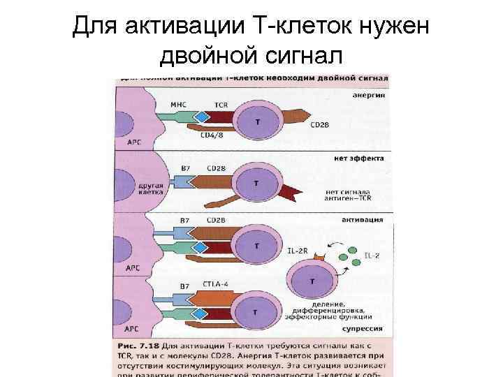 Для активации Т-клеток нужен двойной сигнал 