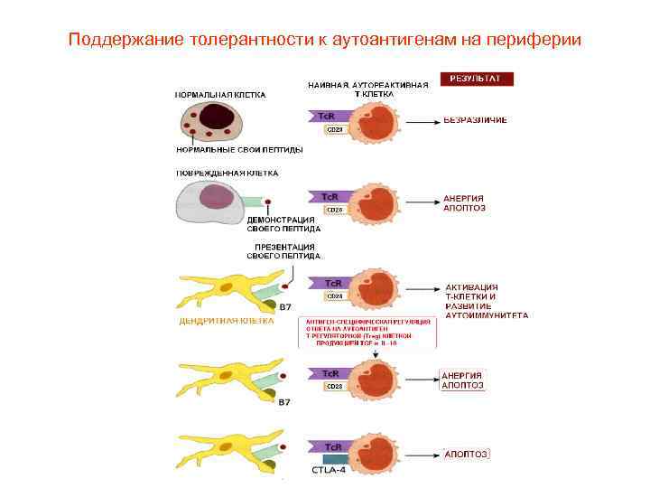 Поддержание толерантности к аутоантигенам на периферии 