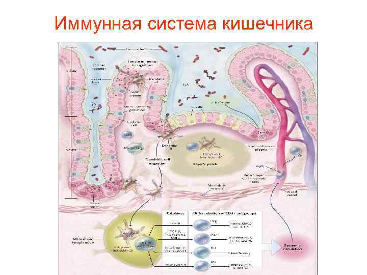 Иммунная система кишечника 