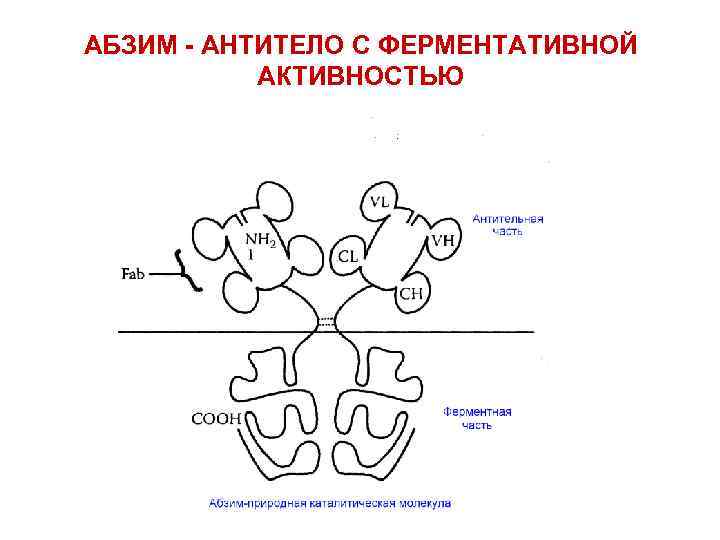 АБЗИМ - АНТИТЕЛО С ФЕРМЕНТАТИВНОЙ АКТИВНОСТЬЮ 