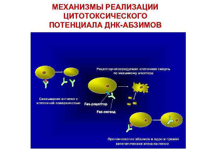 МЕХАНИЗМЫ РЕАЛИЗАЦИИ ЦИТОТОКСИЧЕСКОГО ПОТЕНЦИАЛА ДНК-АБЗИМОВ 