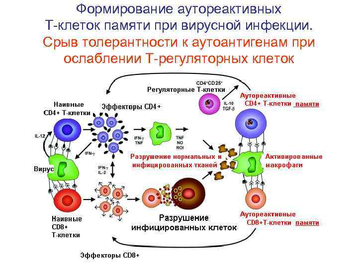 Формирование аутореактивных Т-клеток памяти при вирусной инфекции. Срыв толерантности к аутоантигенам при ослаблении Т-регуляторных