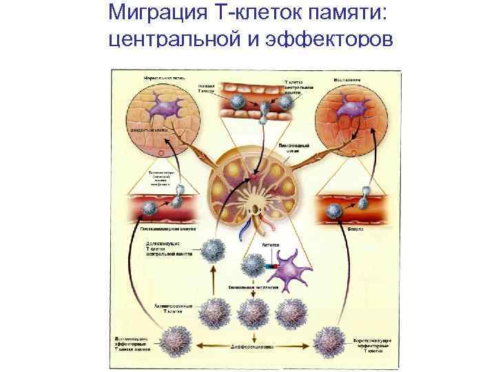 Т клетки в организме. Иммунологическая память иммунология в и т клетки. Клетки памяти т-лимфоцитов. Т клетки иммунологической памяти это. В лимфоциты иммунологической памяти.